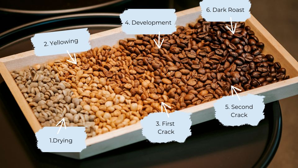 Stages Of Roasting Coffee