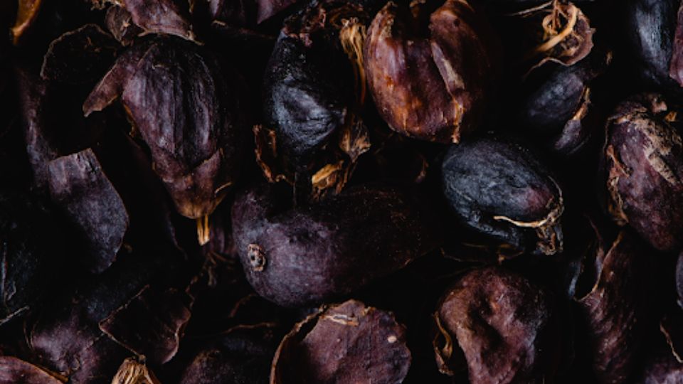 Everything You Need To Know About Cascara – The Coffee Cherry Tea