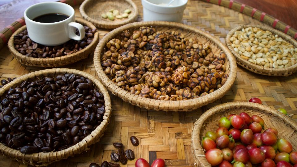 Everything You Need To Know About Kopi Luwak (Cat Poop Coffee)
